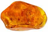Fossil Ant (Formicidae) In Baltic Amber #163534-3